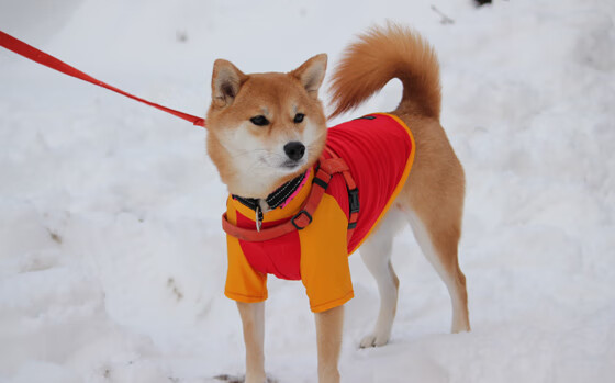 “逆境中的逐光者”——那些铸就传奇的车手故事,励志车手故事