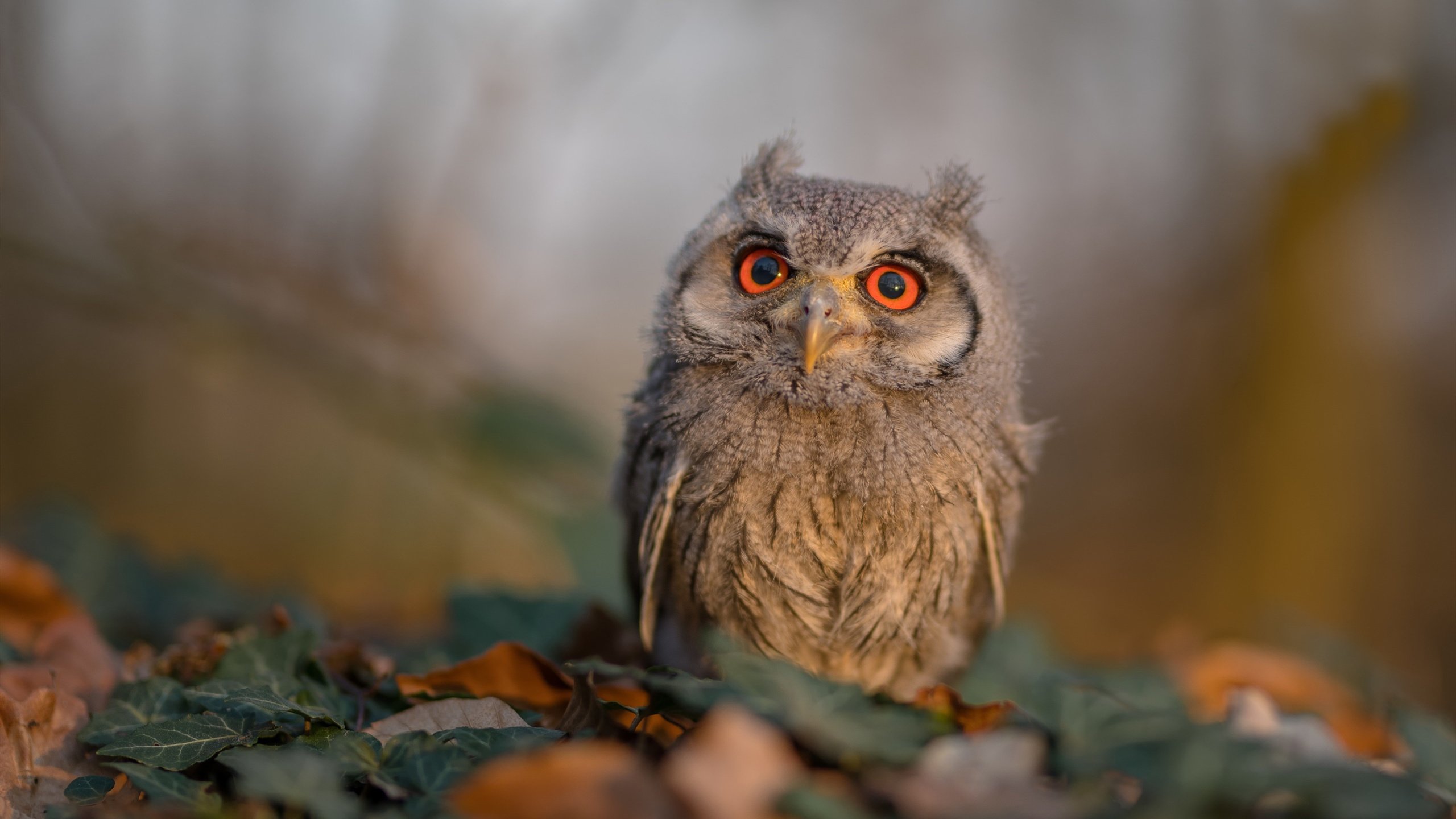 【VAR裁判系统】如何避免裁决争议激增？，裁决方法