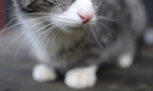 全国青少年“绿色公益球场”项目在青岛全面落实，推动绿色环保发展