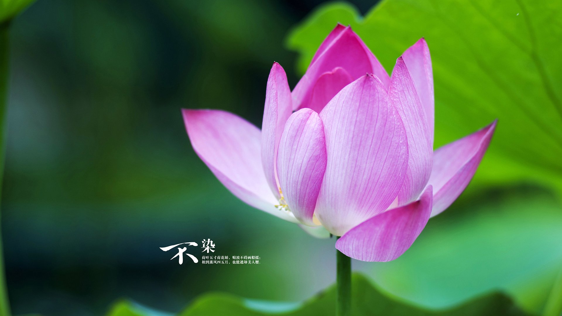 中国男足在巴黎奥运会上表现出色,晋级四强,中国男足晋级过奥运会吗