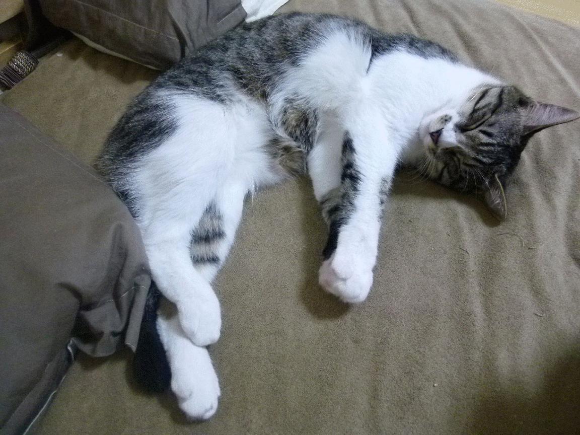 开云下载-传奇教练的“秘密武器”：战术思维提升球队战力，传奇教练系统