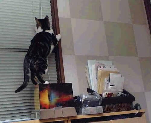 全国青少年击剑锦标赛，剑尖上的青春战斗，青少年击剑比赛规则